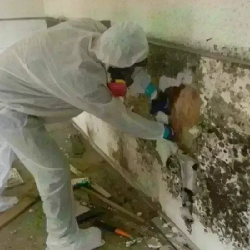 Mold Remediation and Removal in Center, CO